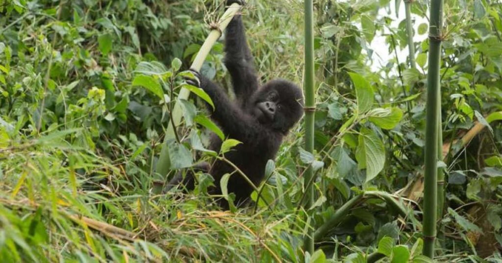 Complete Rwanda Safari featuring mountain gorilla trekking in Volcanoes National Park Rwanda