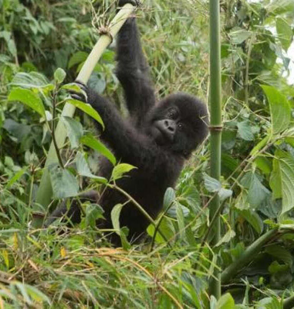 Complete Rwanda Safari featuring mountain gorilla trekking in Volcanoes National Park Rwanda