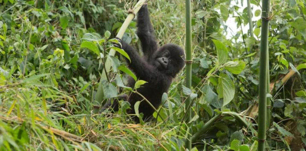 Complete Rwanda Safari featuring mountain gorilla trekking in Volcanoes National Park Rwanda
