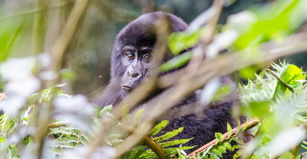 Uganda and Rwanda safari planning guide featuring a mountain gorilla in Bwindi Impenetrable National Park