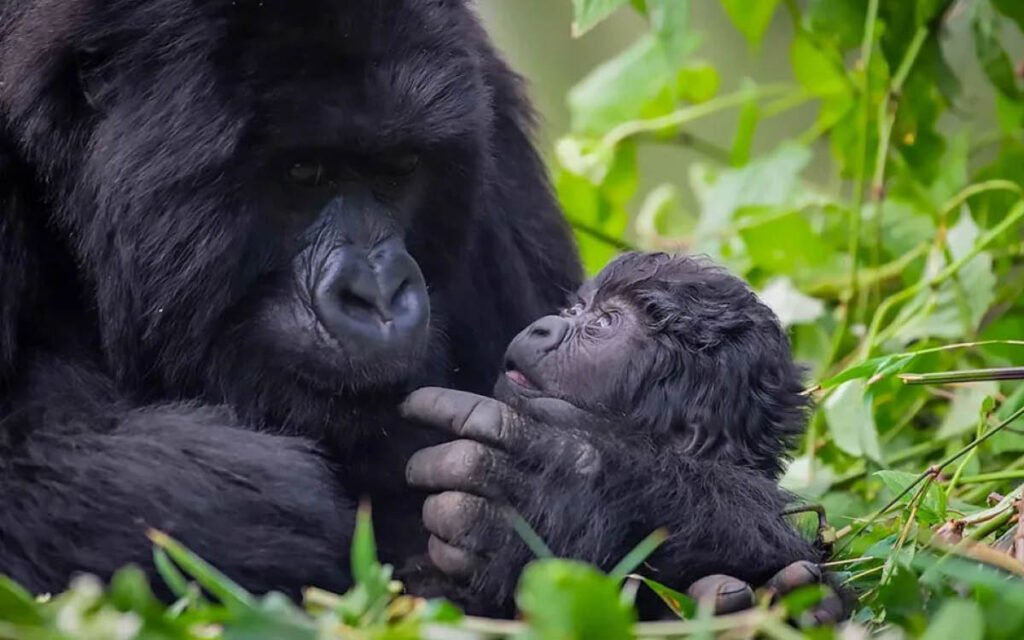 Luxury Gorilla Trekking Rwanda on the Rwanda Sovereign Safari featuring a mountain gorilla mother and infant in Volcanoes National Park