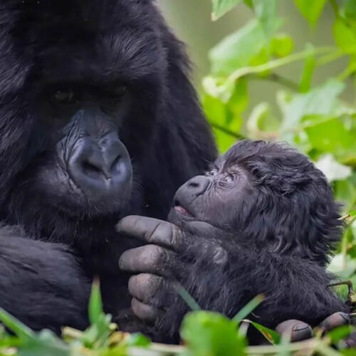 Luxury Gorilla Trekking Rwanda on the Rwanda Sovereign Safari featuring a mountain gorilla mother and infant in Volcanoes National Park