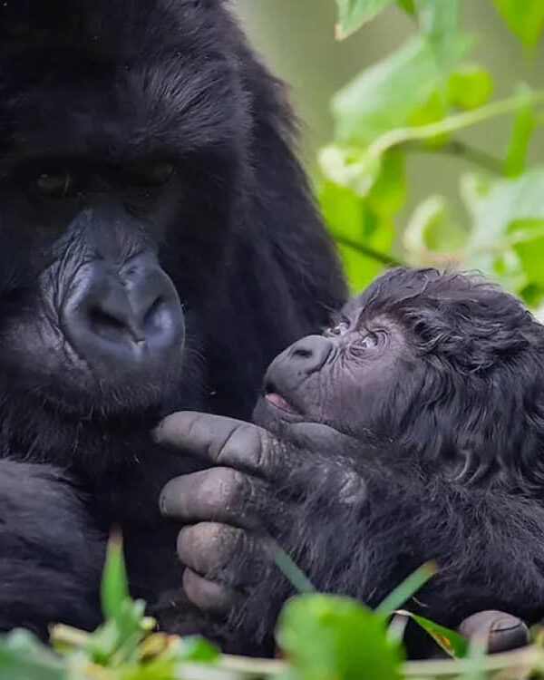 Luxury Gorilla Trekking Rwanda on the Rwanda Sovereign Safari featuring a mountain gorilla mother and infant in Volcanoes National Park