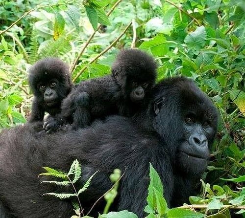 Mountain gorilla family encountered during the Pearl Odyssey Uganda Fly-In Safari