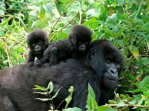 Mountain gorilla family encountered during the Pearl Odyssey Uganda Fly-In Safari