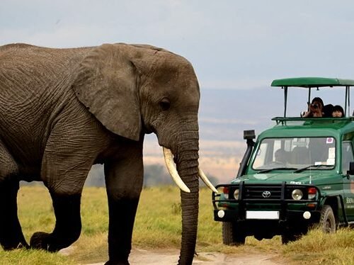 Elephant sighting during a Uganda Fly-In Safari in one of Uganda’s premier wildlife destinations