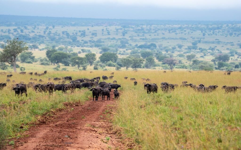 Buffalo herds on the savannah during the Pearl Odyssey Uganda Fly-In Safari through Uganda’s premier national parks