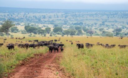 Buffalo herds on the savannah during the Pearl Odyssey Uganda Fly-In Safari through Uganda’s premier national parks
