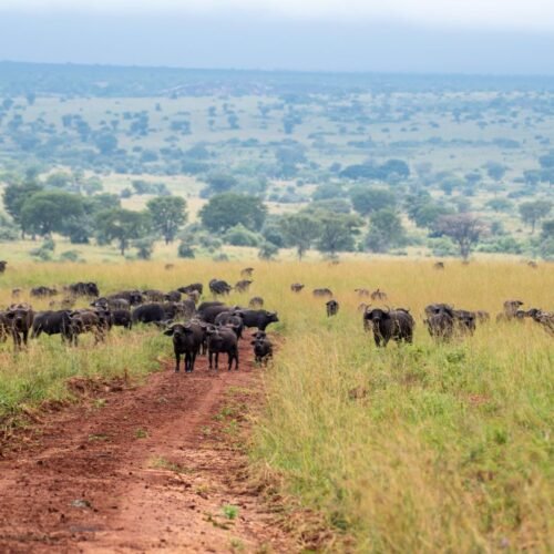Buffalo herds on the savannah during the Pearl Odyssey Uganda Fly-In Safari through Uganda’s premier national parks