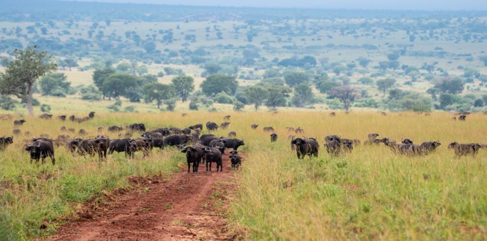 Buffalo herds on the savannah during the Pearl Odyssey Uganda Fly-In Safari through Uganda’s premier national parks