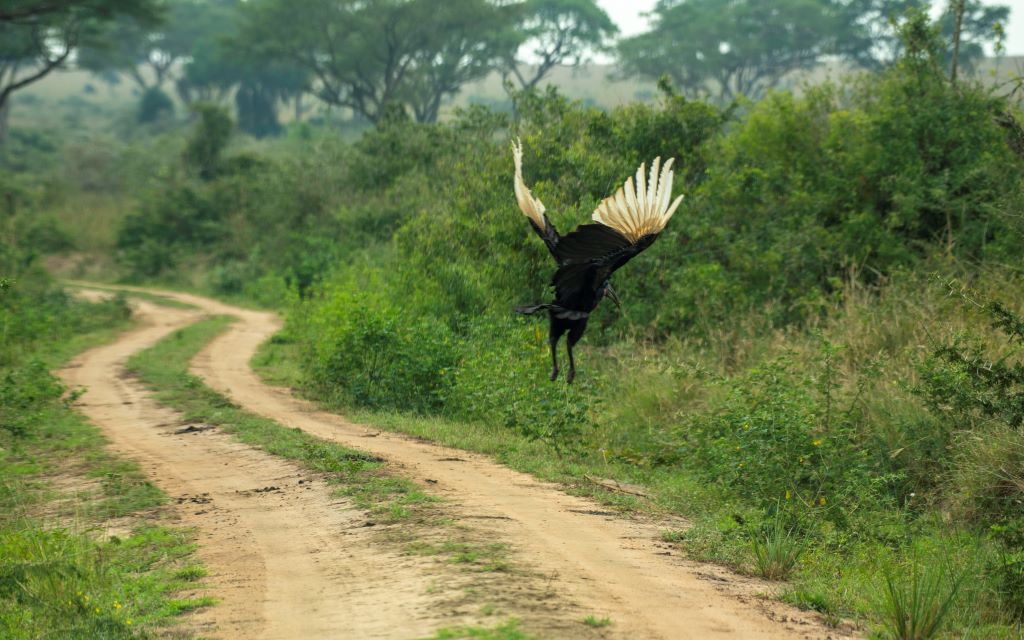 Abyssinian ground hornbill along a safari track in Queen Elizabeth National Park Uganda