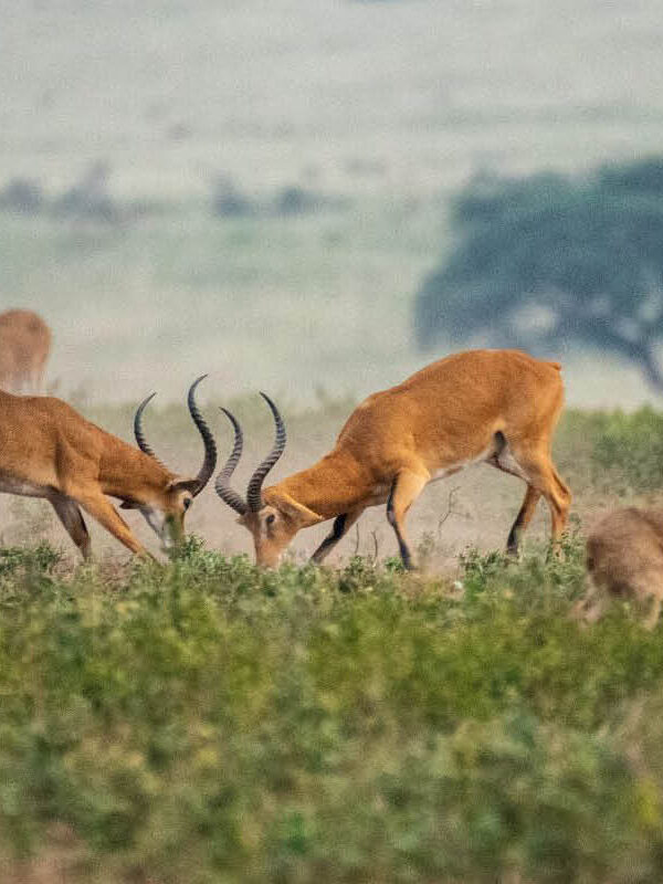 Impalas grazing in Akagera National Park, Rwanda’s premier Big Five wildlife safari destination.