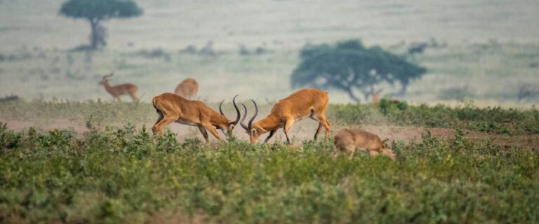 Impalas grazing in Akagera National Park, Rwanda’s premier Big Five wildlife safari destination.
