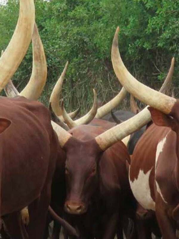 Traditional Ankole long-horned cattle in the Ankole Region of southwestern Uganda.