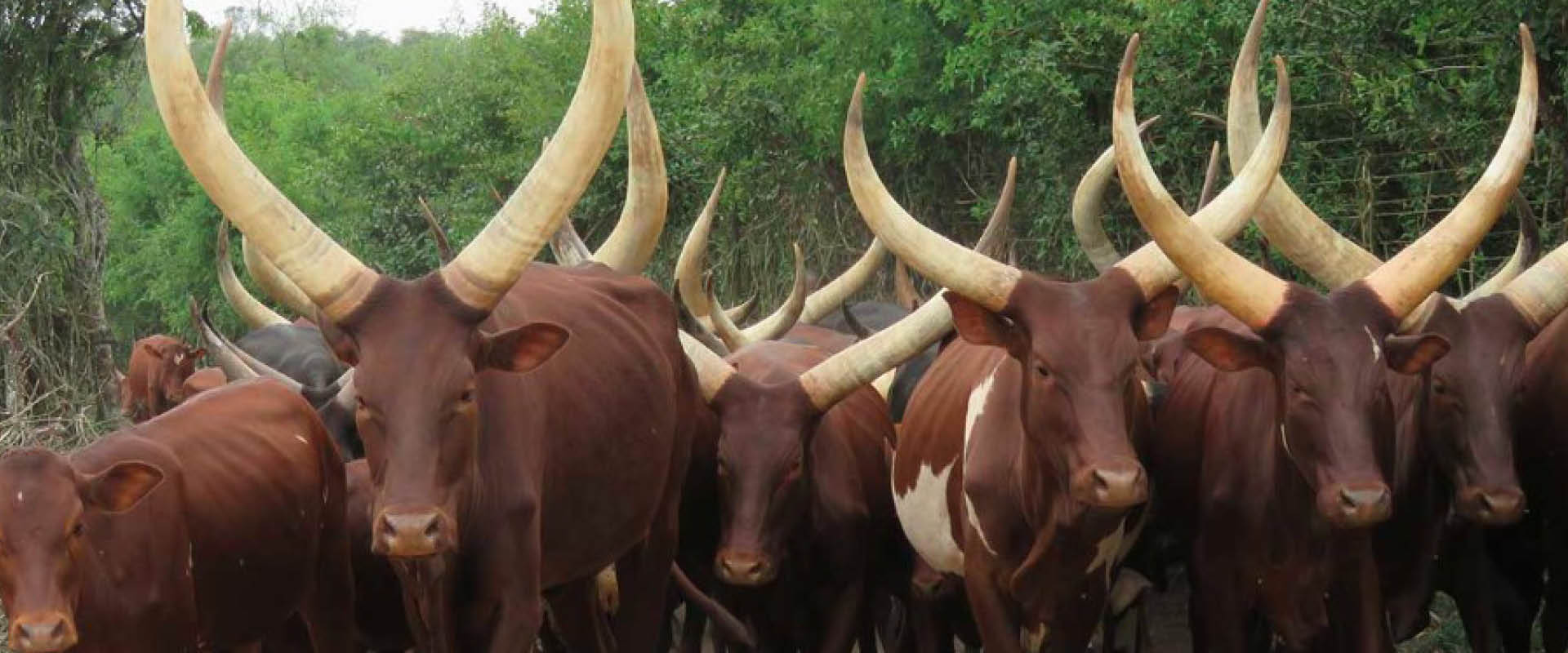 Traditional Ankole long-horned cattle in the Ankole Region of southwestern Uganda.