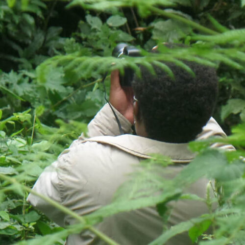 Guide searching for forest birds during a bird watching experience in Uganda