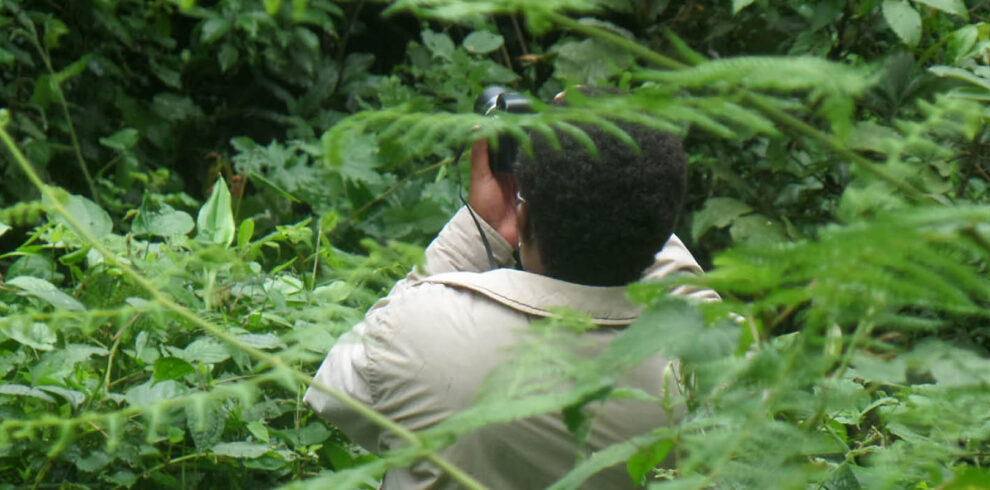 Guide searching for forest birds during a bird watching experience in Uganda