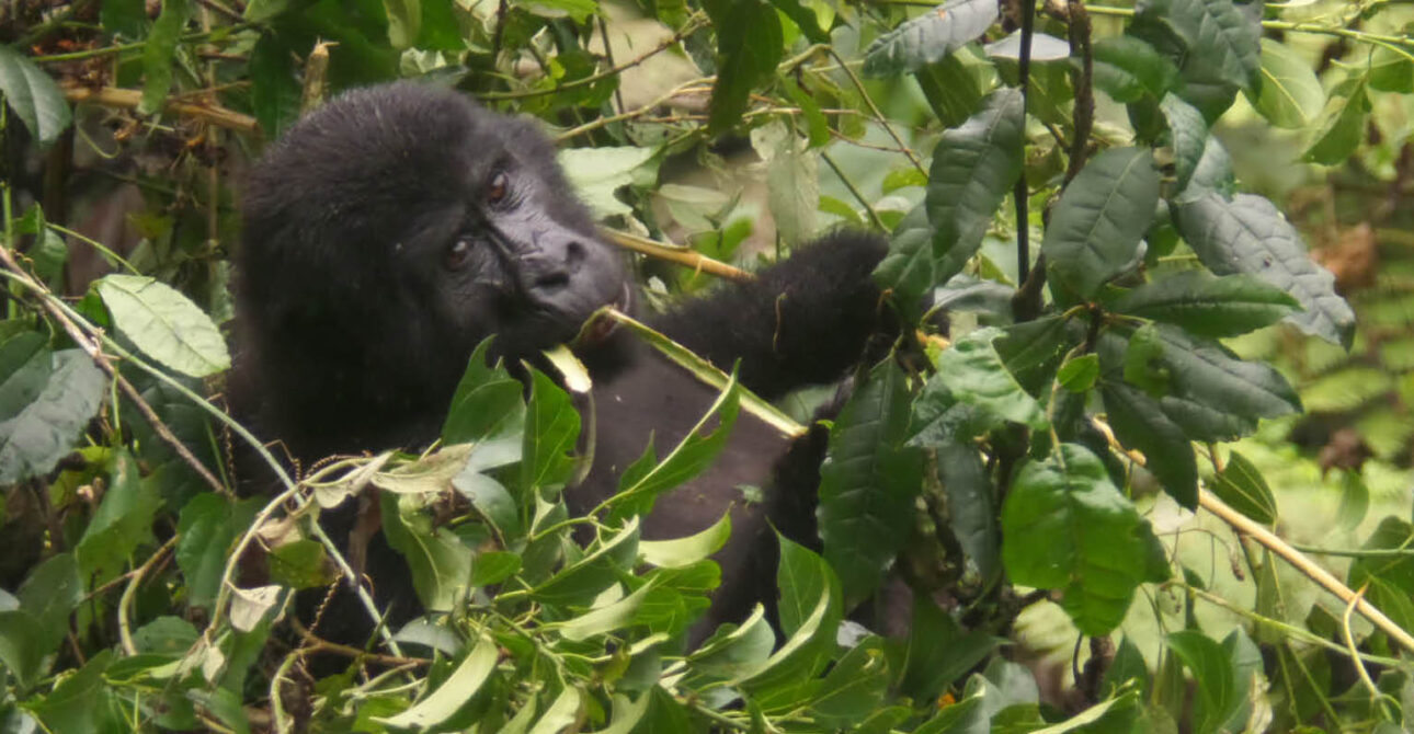 Mountain gorilla family in Bwindi Impenetrable National Park, Uganda.