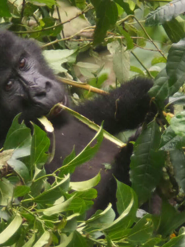 Mountain gorilla family in Bwindi Impenetrable National Park, Uganda.
