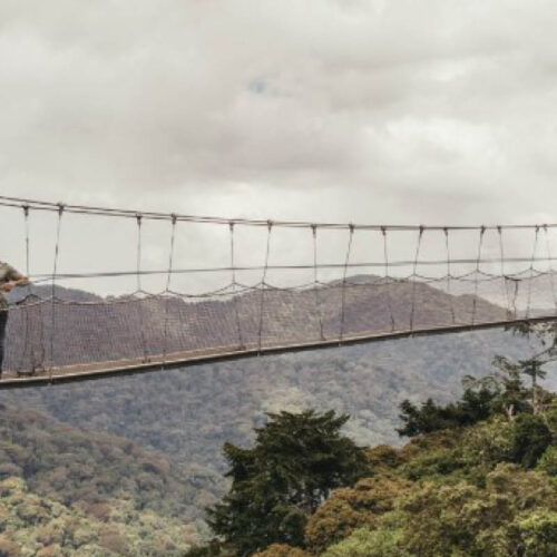 Visitors crossing a suspended canopy walkway above a tropical rainforest during a Canopy Walk experience