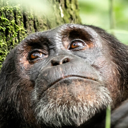 Close-up of a wild chimpanzee during a chimpanzee tracking experience in Uganda’s tropical rainforest.