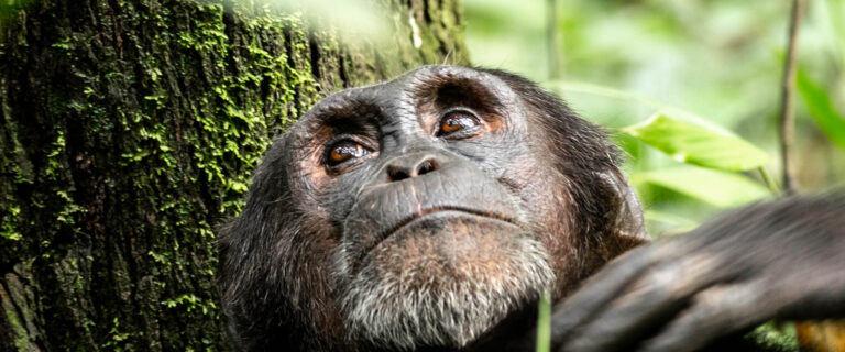 Close-up of a wild chimpanzee during a chimpanzee tracking experience in Uganda’s tropical rainforest.