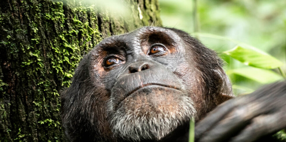 Close-up of a wild chimpanzee during a chimpanzee tracking experience in Uganda’s tropical rainforest.
