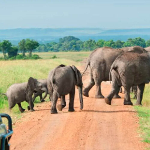 Safari vehicle observing a herd of elephants during a game drive in Uganda’s national park.