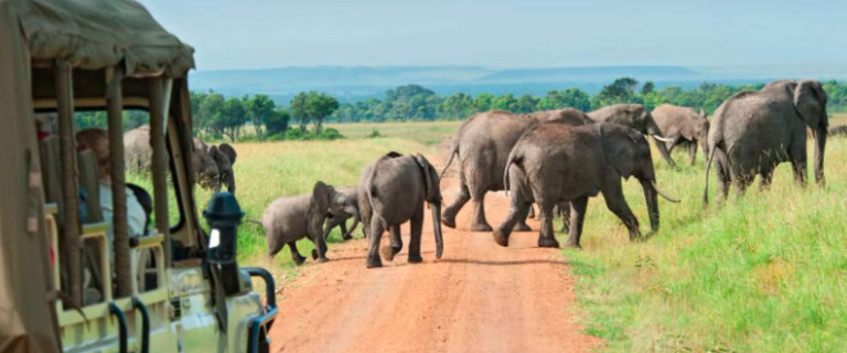 Safari vehicle observing a herd of elephants during a game drive in Uganda’s national park.