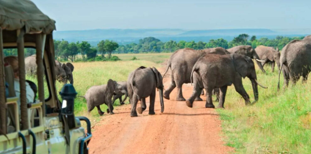 Safari vehicle observing a herd of elephants during a game drive in Uganda’s national park.