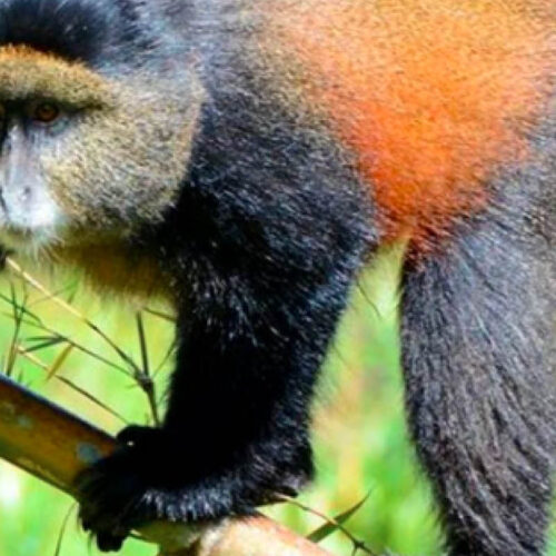Golden monkey during a guided tracking experience in the Virunga Mountains of Uganda and Rwanda