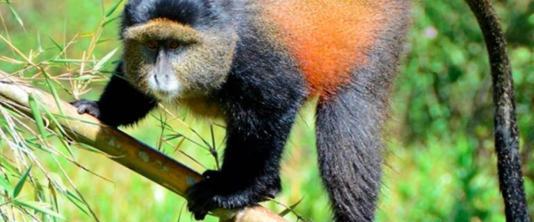Golden monkey during a guided tracking experience in the Virunga Mountains of Uganda and Rwanda