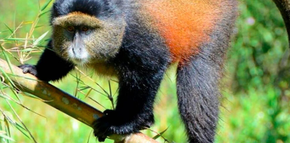 Golden monkey during a guided tracking experience in the Virunga Mountains of Uganda and Rwanda