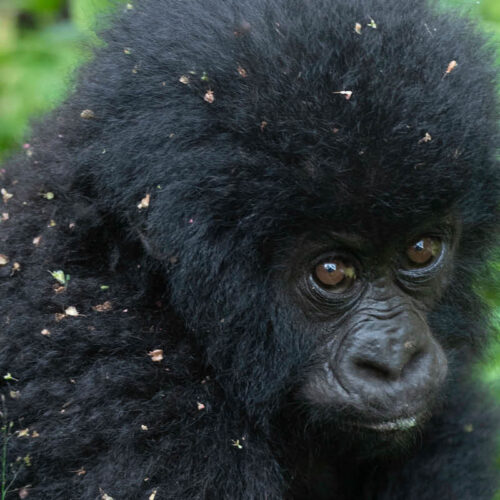 Young mountain gorilla during a gorilla trekking experience in Bwindi Impenetrable National Park
