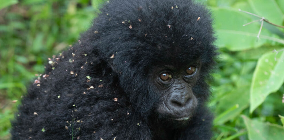Young mountain gorilla during a gorilla trekking experience in Bwindi Impenetrable National Park