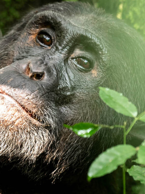 Chimpanzee resting in the tropical rainforest of Kibale National Park during a chimpanzee tracking safari in Uganda.