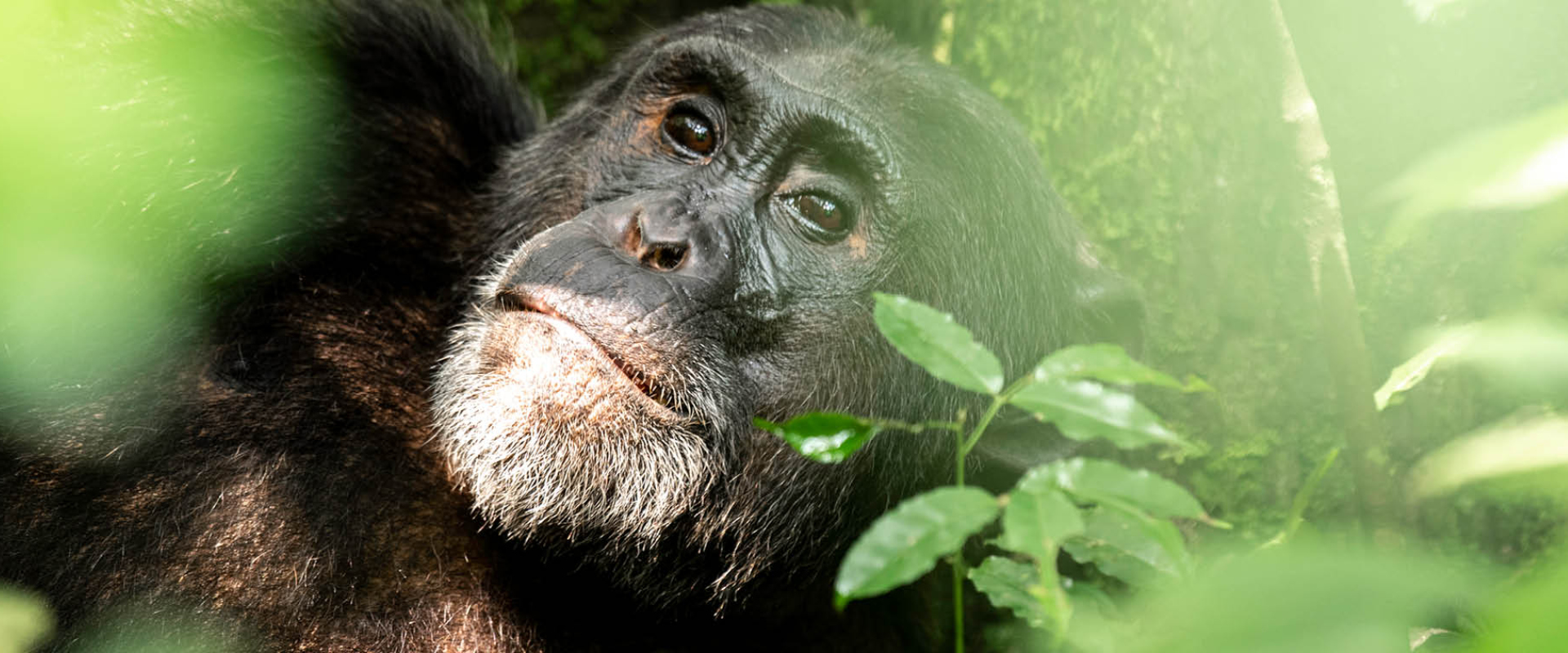 Chimpanzee resting in the tropical rainforest of Kibale National Park during a chimpanzee tracking safari in Uganda.