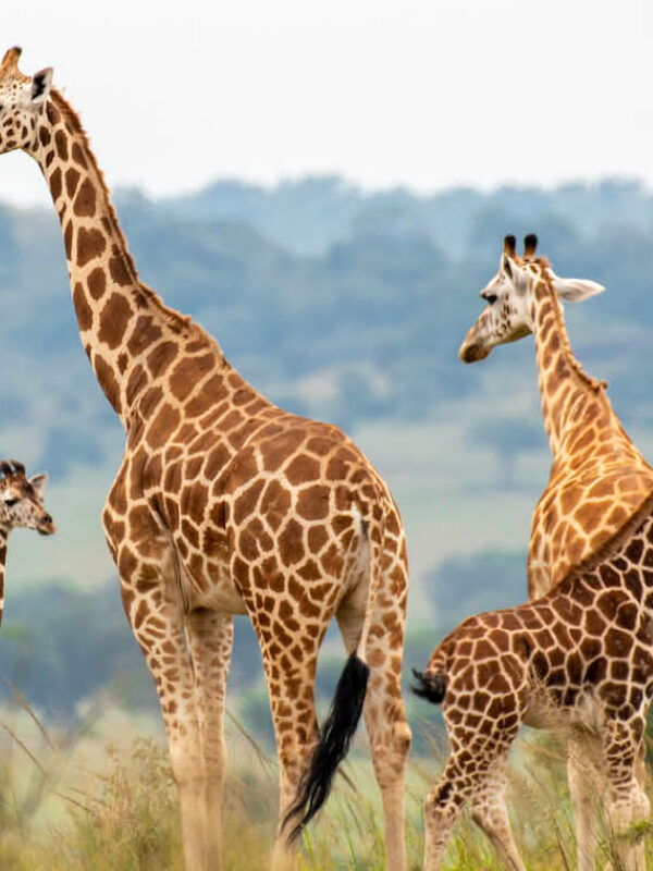 Rothschild’s giraffes roaming the savannah of Kidepo Valley National Park in northeastern Uganda.