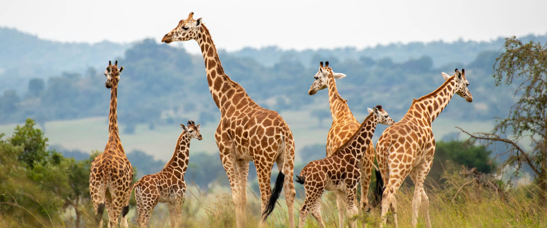 Rothschild’s giraffes roaming the savannah of Kidepo Valley National Park in northeastern Uganda.