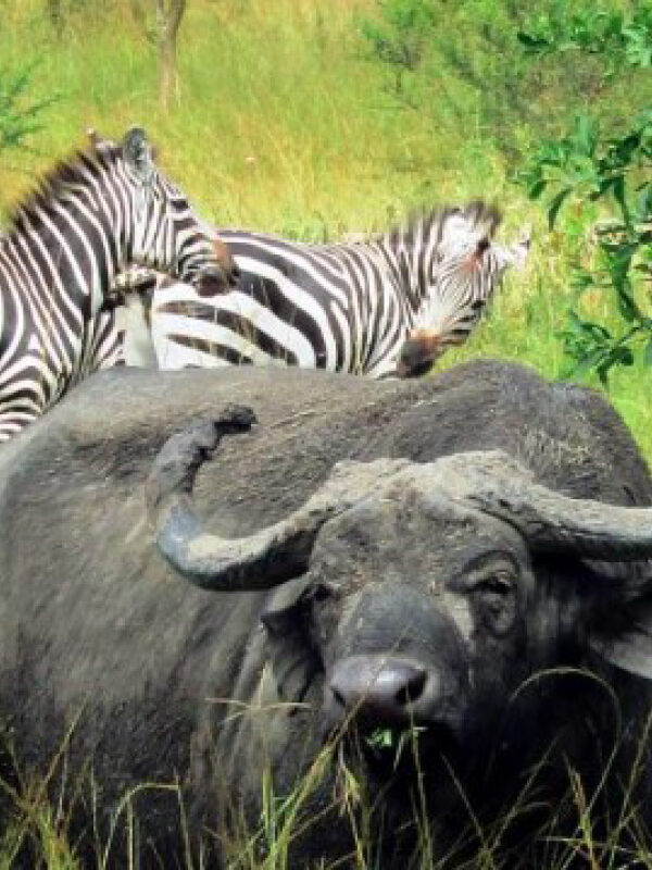 Buffalo grazing alongside zebras in Lake Mburo National Park, Uganda’s premier destination for walking and horseback safaris.