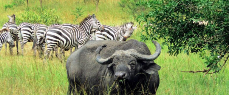 Buffalo grazing alongside zebras in Lake Mburo National Park, Uganda’s premier destination for walking and horseback safaris.