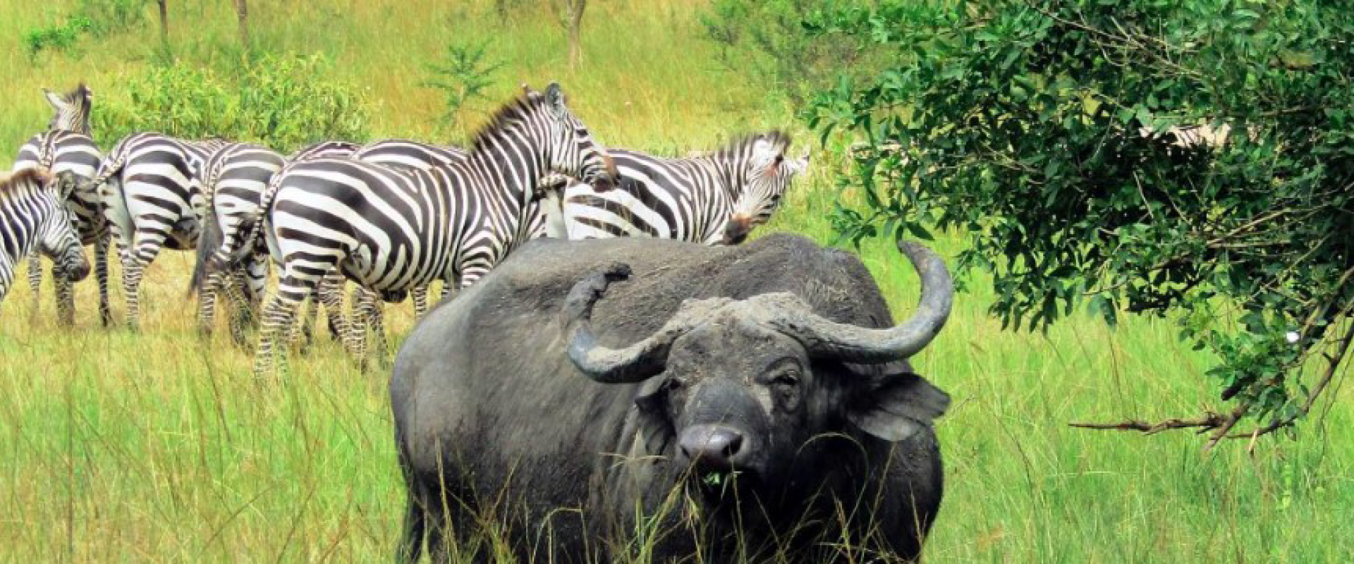 Buffalo grazing alongside zebras in Lake Mburo National Park, Uganda’s premier destination for walking and horseback safaris.