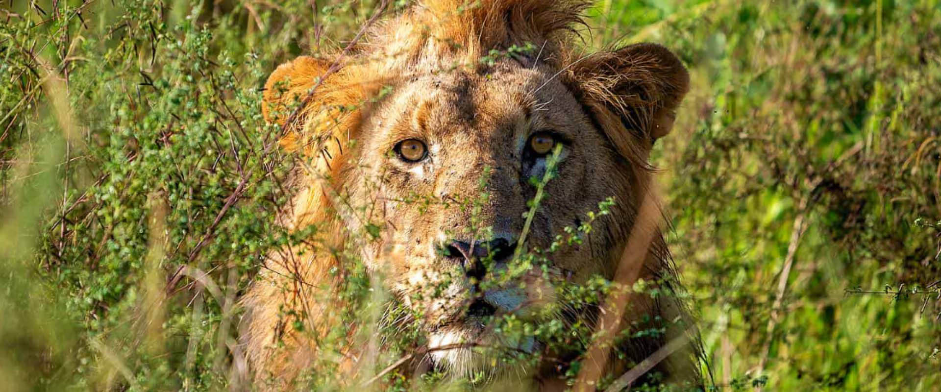 Male lion resting in the savannah of Akagera National Park, Rwanda