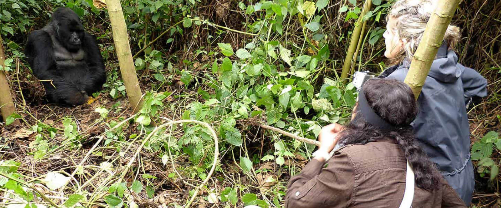Guests enjoying a luxury gorilla trekking safari with a mountain gorilla in Bwindi Impenetrable National Park, Uganda