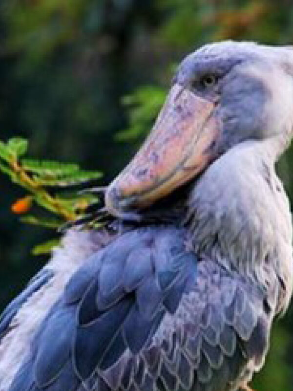 A Shoebill Stork standing among wetland vegetation in Mabamba Swamp, Uganda’s premier birdwatching destination.