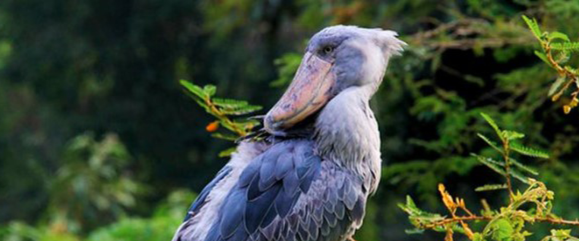 A Shoebill Stork standing among wetland vegetation in Mabamba Swamp, Uganda’s premier birdwatching destination.