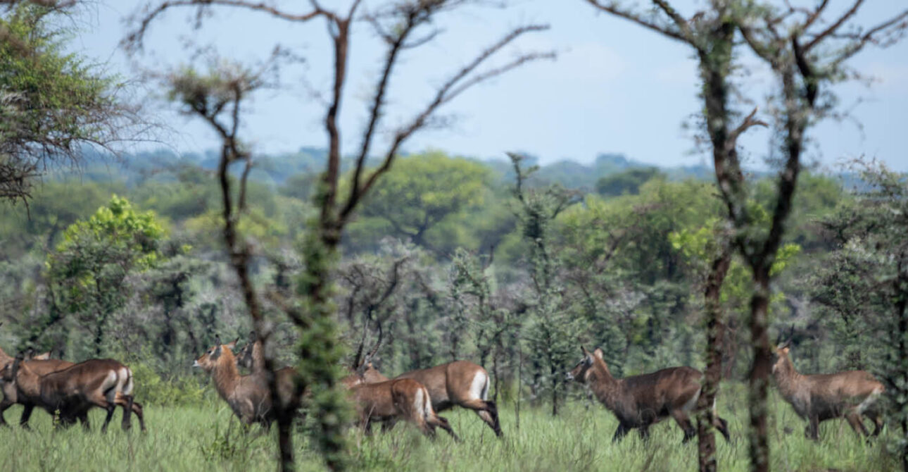 Explore the Mount Elgon Region for hiking, Sipi Falls, birdwatching, Bagisu culture, coffee tours, and unforgettable Uganda adventures.