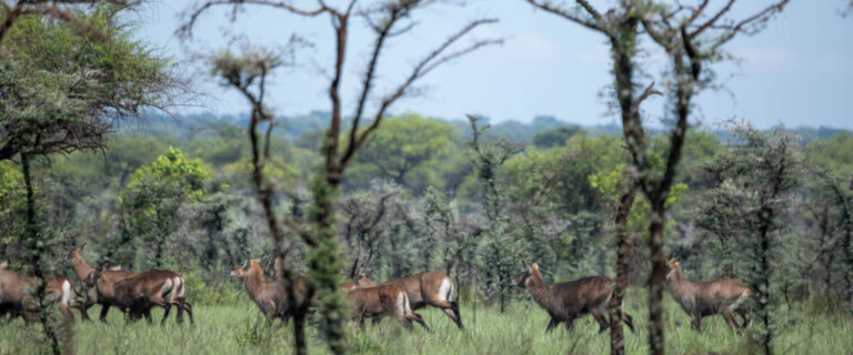 Explore the Mount Elgon Region for hiking, Sipi Falls, birdwatching, Bagisu culture, coffee tours, and unforgettable Uganda adventures.
