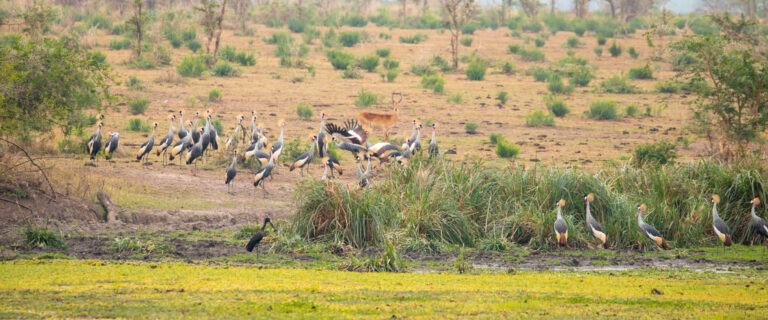 Grey crowned cranes in a wetland during a Nature Safaris in Uganda