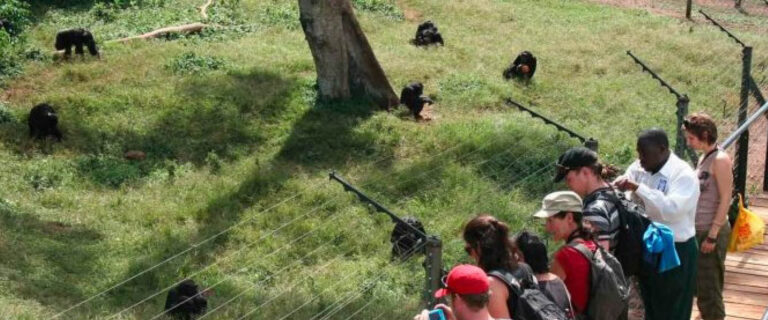 Visitors observing rescued chimpanzees at Ngamba Island Chimpanzee Sanctuary on Lake Victoria, Uganda.